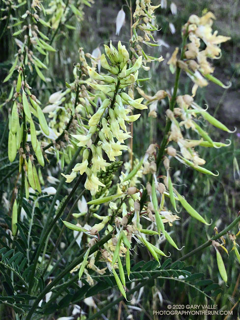 Santa Barbara locoweed (Astragalus trichopodus var. phoxus) on east slopes of Las Llajas Canyon. April 26,2020.