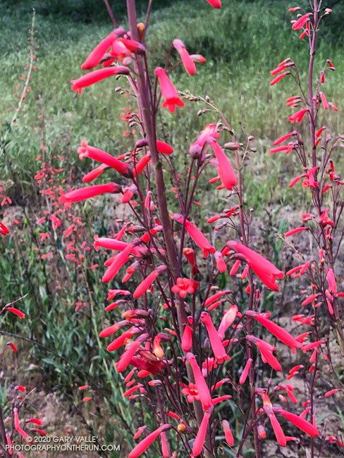 This patch of scarlet bugler along the Tapo Canyon Trail was impossible to miss. April 19,2020.