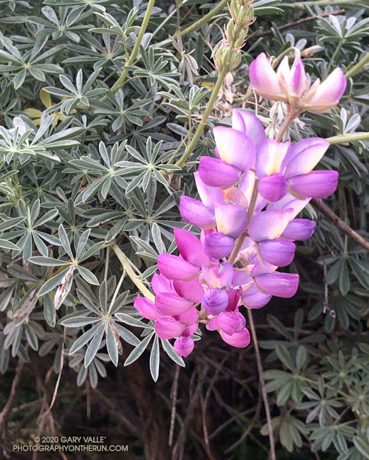 Bush lupine along the Tapo Canyon Trail. Silver bush lupine (Lupinus albifrons) and Hall's bush lupine (Lupinus excubitus var. hallii) are visually nearly identical and differ by subtle botanical characteristics. April 19, 2020.