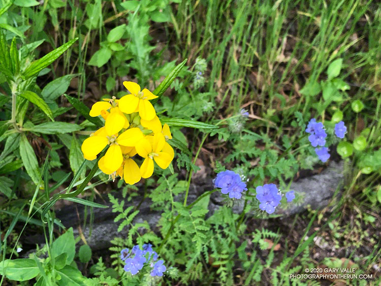 Wallflower (yellow) and fern-leaf phacelia (blue) along the Tapo Canyon Trail. April 19, 2020.
