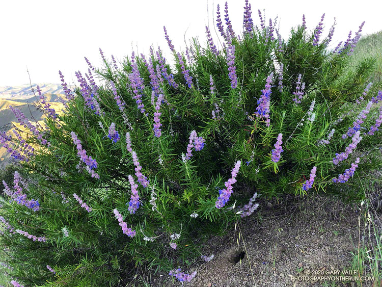 Large bush of woolly blue-curls (Trichostema lanatum) on the east slopes of Las Llajas Canyon. Also known as vinegar weed, a crushed leaf has a pungent, vinagar-like odor. April 26, 2020.