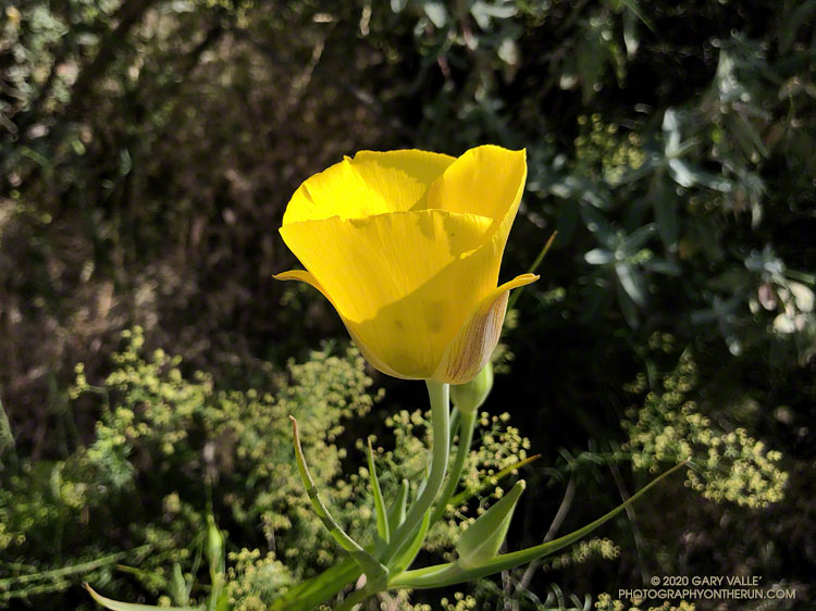 Bright and pure, the vibrant color of this yellow mariposa lily (Calochortus clavatus) shines like a beacon within the muted colors of the chaparral. Las Llajas Canyon, May 7, 2020.