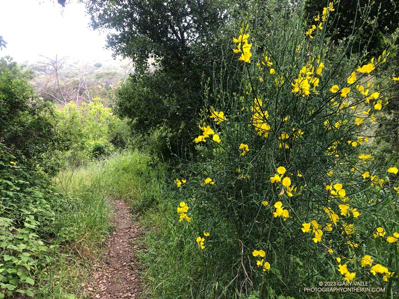 Spanish broom, a pestilent invasive that's difficult to eradicate once it's established. This plant is on the Serrano Canyon Trail, about a mile from Sycamore Canyon Road. May 21, 2023.