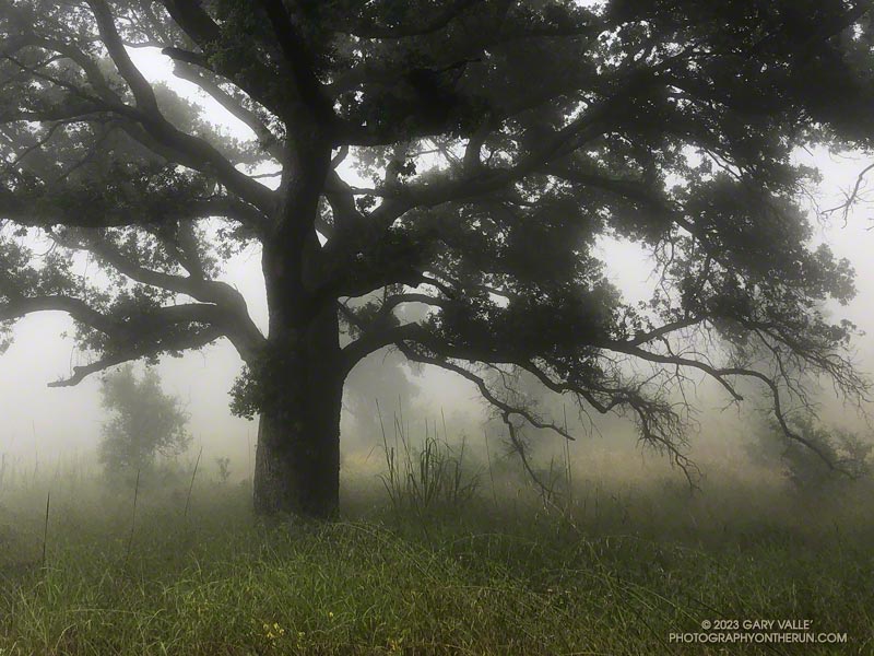 Coast live oak and fog along the Old Boney Trail west of the Chamberlain Trail junction.