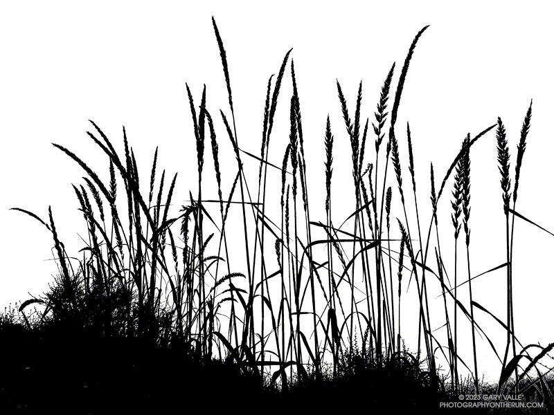 Black and white study of giant rye along a Satwiwa trail. Some stalks were over five feet tall. May 21, 2023.