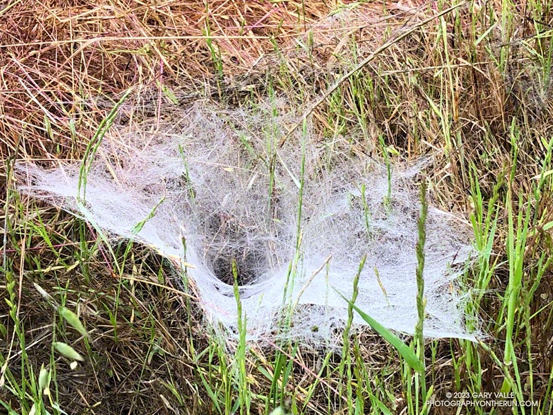 Web of a grass spider, accentuated by dew. Given the number of these webs seen along the trail it underscores the huge number of insects that  inhabit that world.