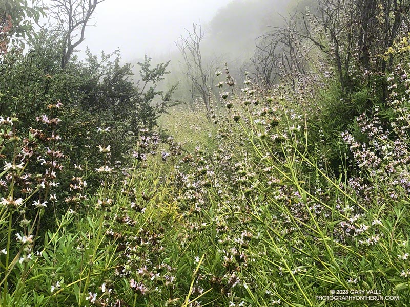 A section of the Old Boney Trail overgrown with black sage, about a half-mile past the Fossil Trail junction. This wasn't too bad compared to the sections overgrown with Ceanothus. May 21, 2023.