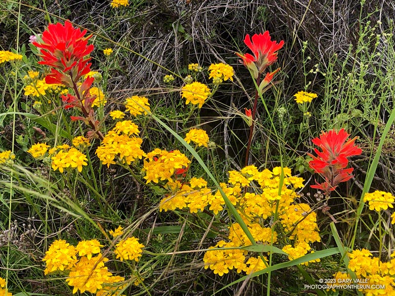 Paintbrush and golden yarrow along Sycamore Canyon Fire Road.  May 21, 2023.