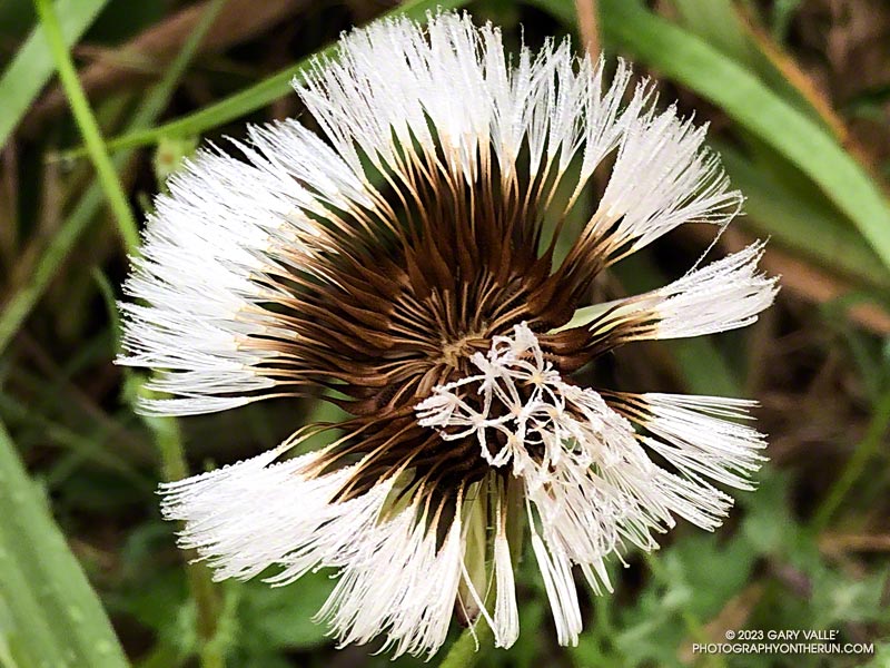 Dew-covered pappi of  pin cushion, dandelion, thistle, or other plant in the Sunflower family (Asteraceae). May 21, 2023.