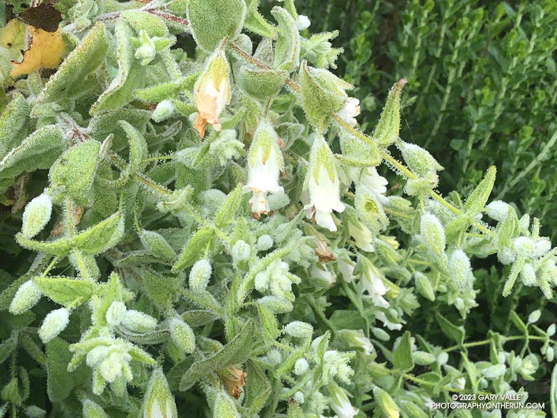 Dew-coated pitcher sage along the Old Boney Trail, about a mile past the Cabin Trail junction. May 21, 2023.