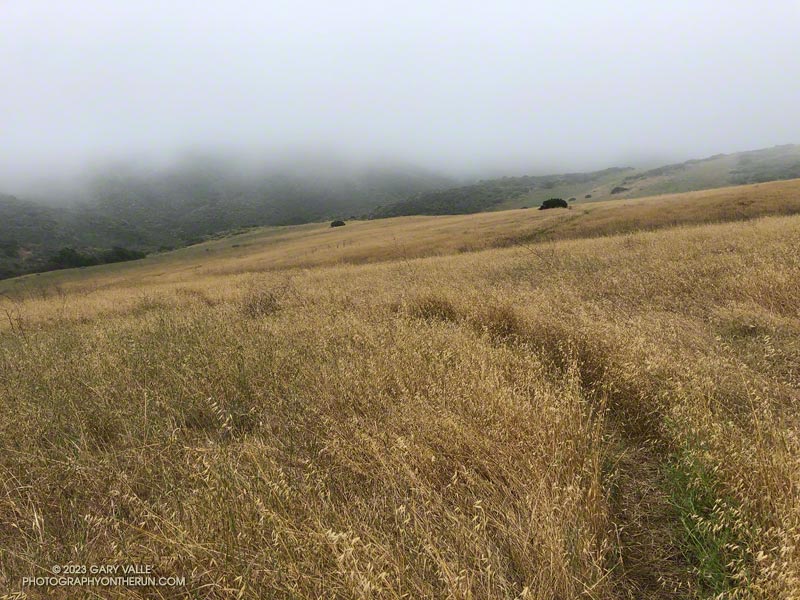 Grassland in Serrano Valley. May 21, 2023.