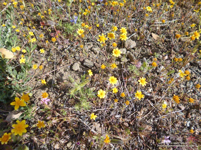 The small yellow "belly" flowers are goldfields. April 19, 2014.