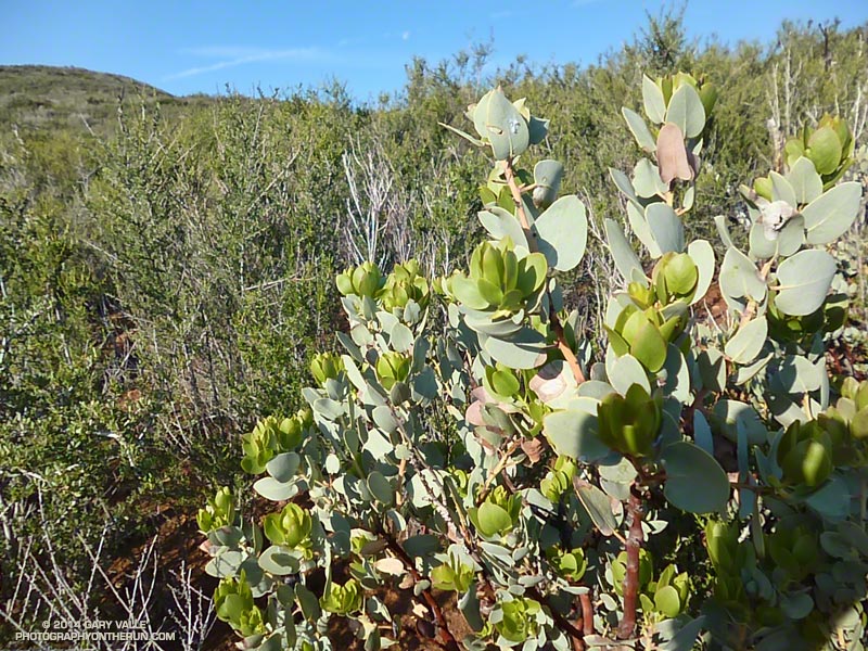 New growth on manzanita -- the result of late winter rain. April 19, 2014.