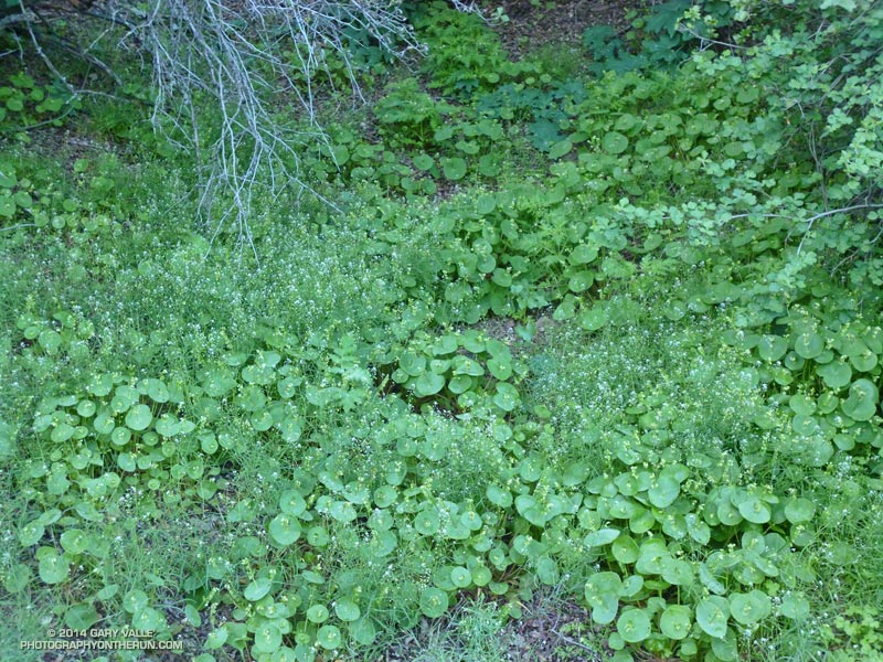 Miner's lettuce and other greenery along the trail.