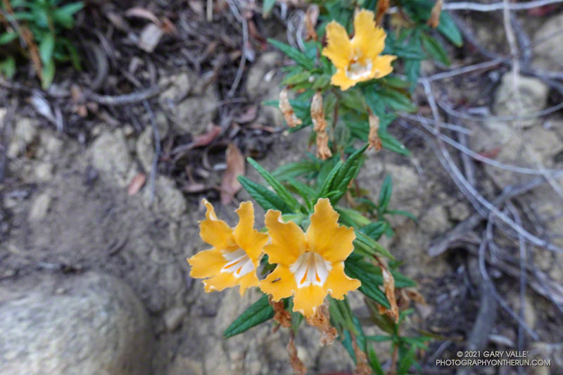 Bush monkeyflower along the Garapito Trail. Nearly all of the trail was untouched by the Palisades Fire. June 13, 2021.