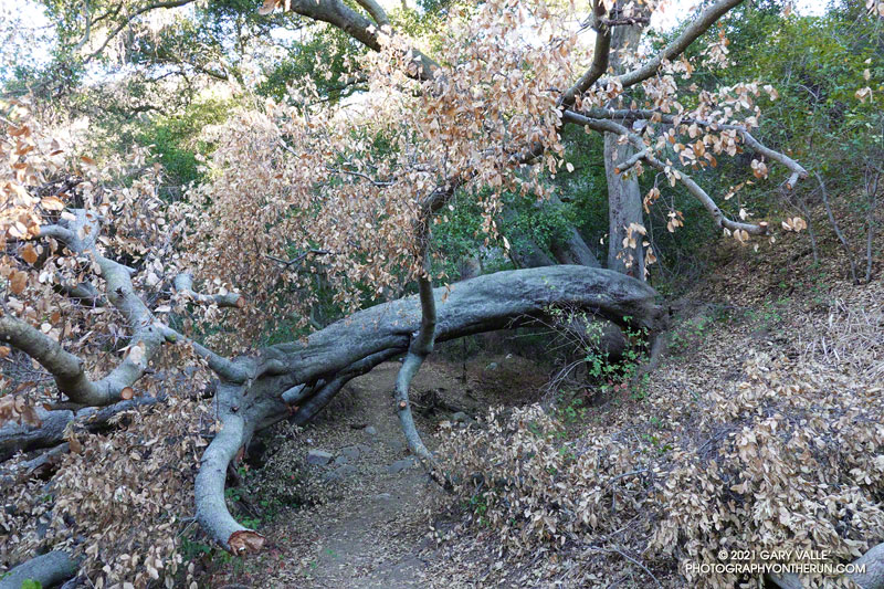The collapsed trunk of a large oak at one of the (dry) creek crossings on the Garapito Trail. June 13, 2021.