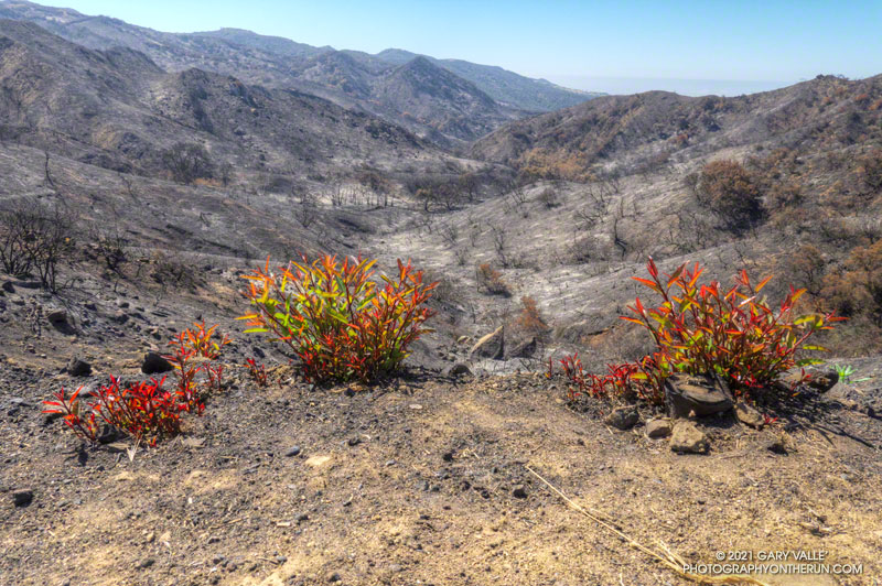 Laurel sumac crown sprouting along Eagle Springs Fire Road, about a month after the Palisades Fire. Eagle Rock and Eagle Springs area. June 13, 2021.