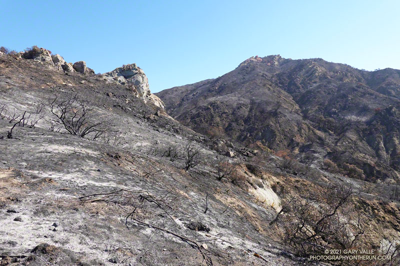 Burned area near the top of the Santa Ynez Canyon Trail. June 13, 2021.