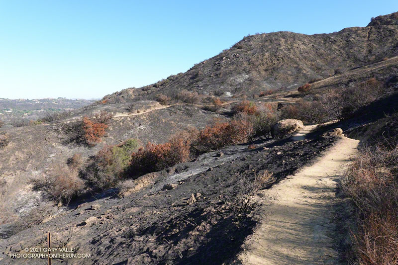 Only the top section of the Musch Trail was burned in the Palisades Fire. June 13, 2021.