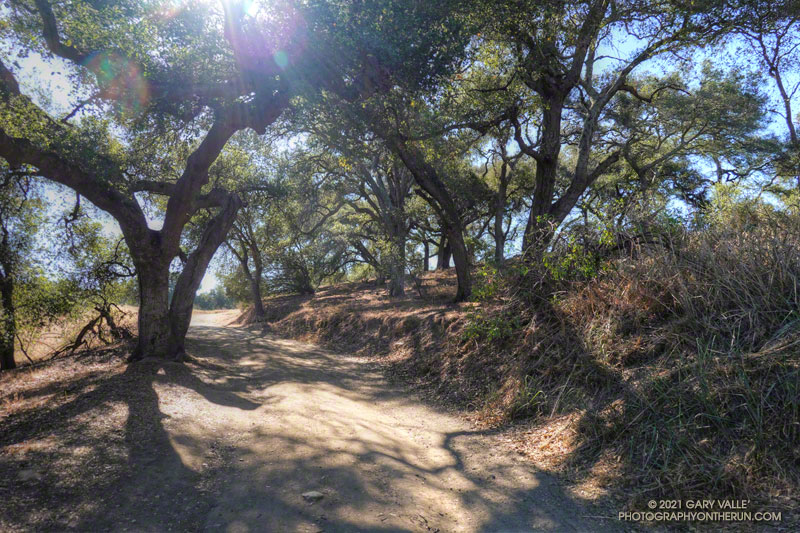 Coast live oaks near Trippet Ranch. The Palisades Fire was held south and east of Eagle Springs Fire Road in this area. June 13, 2021.