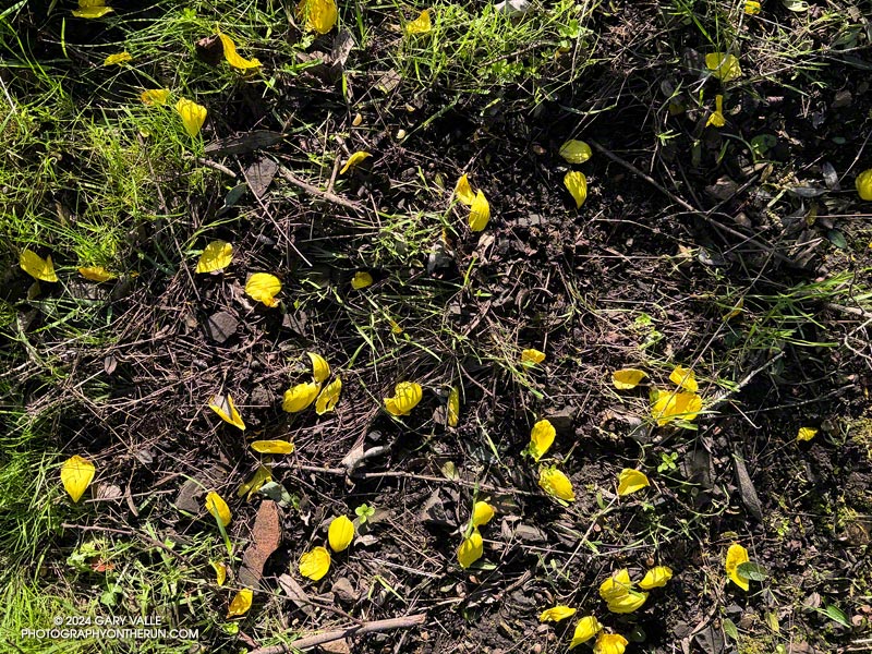 Neon yellow petals of bush poppy (Dendromecon rigida) along the Deer Leg Trail. March 24, 2024.