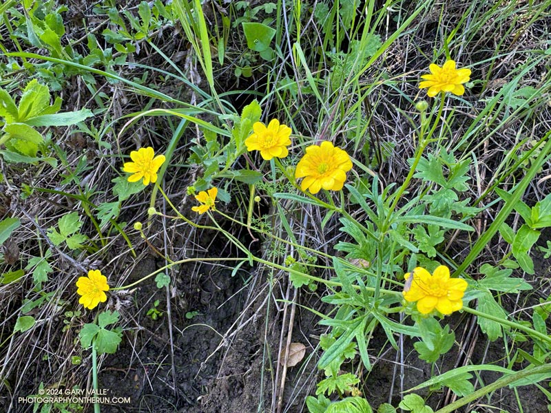 California buttercup (Ranunculus californicus var. californicus) along the Las Virgenes Trail/Fire Road. Its numerous petals are an identifying characteristic. March 24, 2024. 