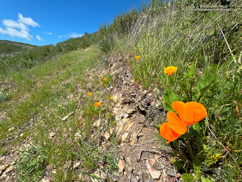 Usually there are many more California poppies on the slopes along this stretch of trail. March 24, 2024.