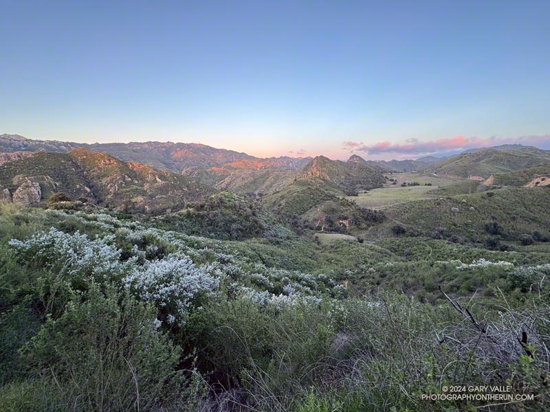Early morning view west from the Cistern Trail toward Reagan Ranch. Greenbark Ceanothus is blooming in the foreground. March 24, 2024.