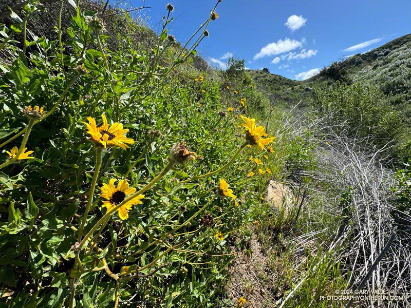 Bush sunflower (Encelia californica) along the Phantom Trail. March 24, 2024.