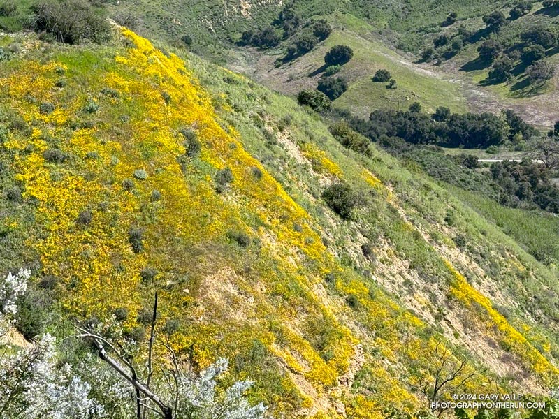 A distant hillside covered in wildflowers in Malibu Creek State Park. March 24, 2024.