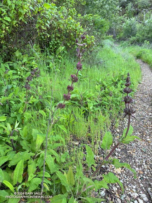 Hummingbird sage (Salvia spathacea) along the Lake Vista Trail. March 24, 2024.