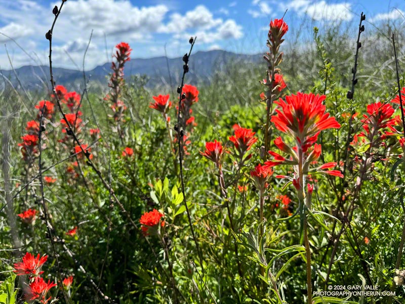 One of the showiest flowers along the Phantom Trail was paintbrush (Castilleja affinis ssp. affinis). March 24, 2024.