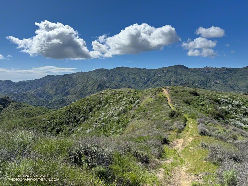 The Phantom Trail, north of Mulholland Highway. The Bulldog loop follows the crest in the distance.