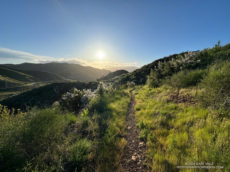 Running east into a rising sun on the Lake Vista Trail in Malibu Creek State Park.