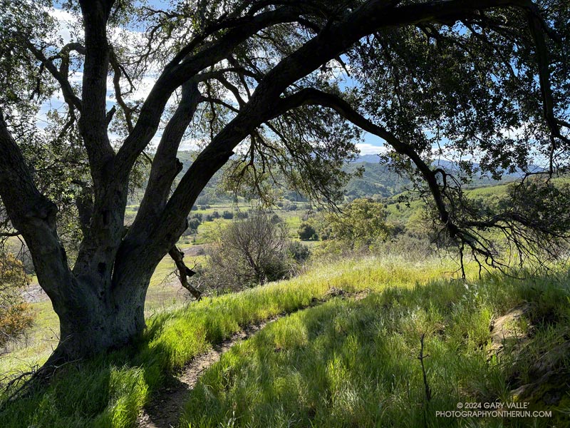 Coast live oak along the Talepop Trail. Photography by Gary Valle'