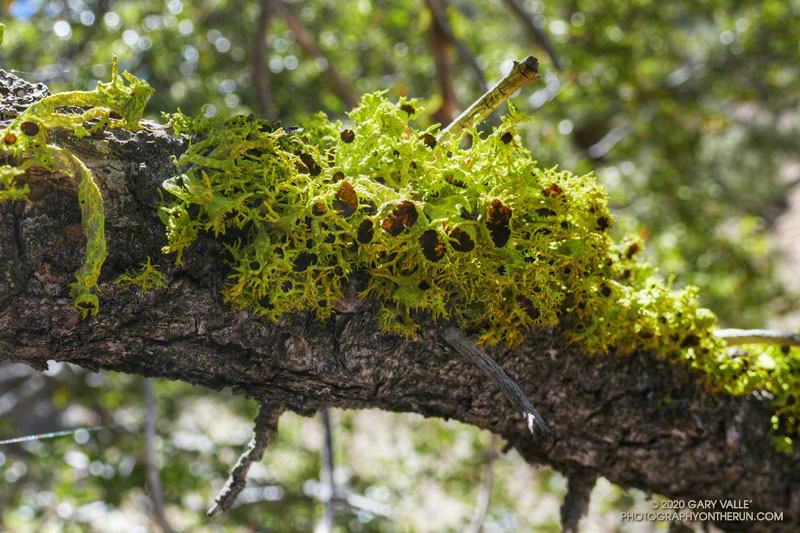 Brown-eyed wolf lichen (Letharia columbiana) on a pinyon pine along the Mesa Spring Trail. Elevation is about 6590'. August 29, 2020.