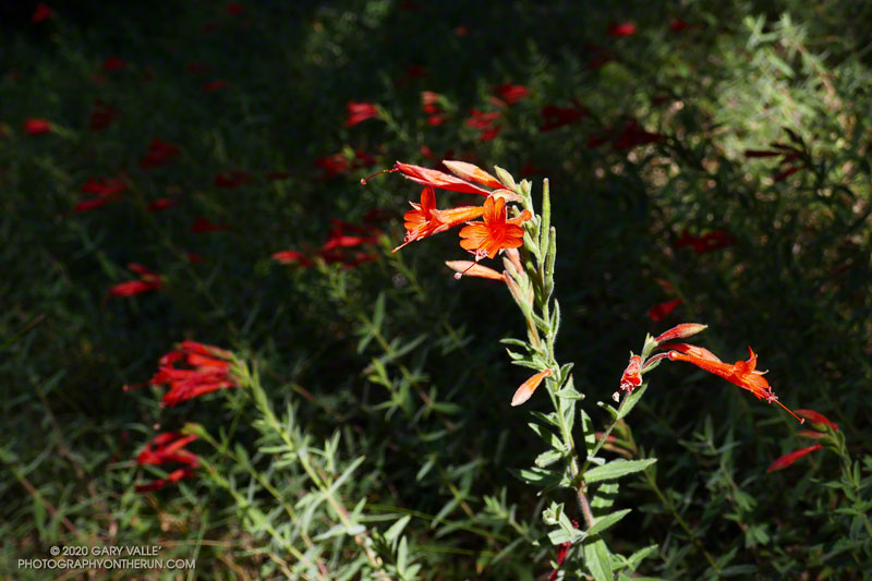 California fuchsia along the Mesa Spring Trail. August 29, 2020.