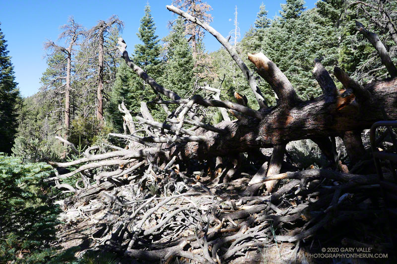 Large Jeffrey pine blocking the Mesa Spring Trail. It's one of several fallen trees in the area. August 29, 2020.