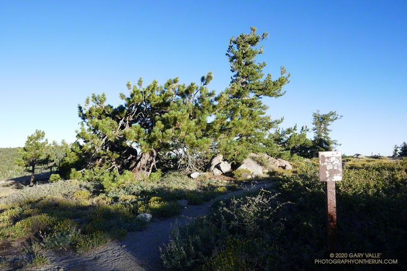 A stunted Jeffrey pine (left) and a limber pine near the Condor Observation site on Mt. Pinos. Elevation about 8810'.