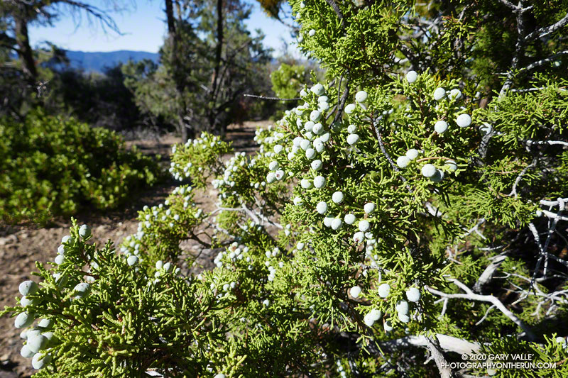 Juniper berries along the Mesa Spring Trail, near the northern margin of the San Emigdio Mesa. Elevation is about 6325'. August 29, 2020.