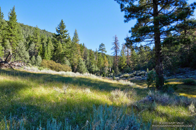 The Mesa Spring Trail meandered around the right (west) side of this meadow on the way down. The elevation is about 7000'.