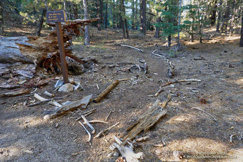 The junction of the Mesa Spring Trail and Vincent Tumamait Trail is about 5.7 miles from the Mt. Pinos parking area. Elevation is about 7625'.