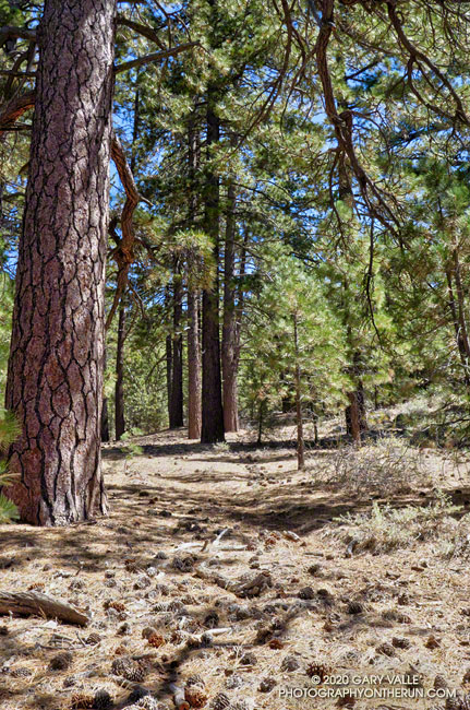 Pleasant stretch of the Mesa Spring Trail in Jeffrey pines, about one-third of a mile from Puerto del Suelo saddle.