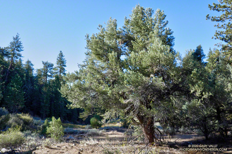 A pinyon pine along the Mesa Spring Trail. The pinyon pine becomes increasingly common as the trail drops in elevation.