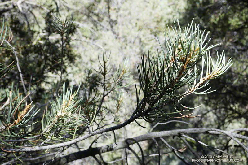 Pinyon pine (Pinus monophylla) has one needle per fascicle.