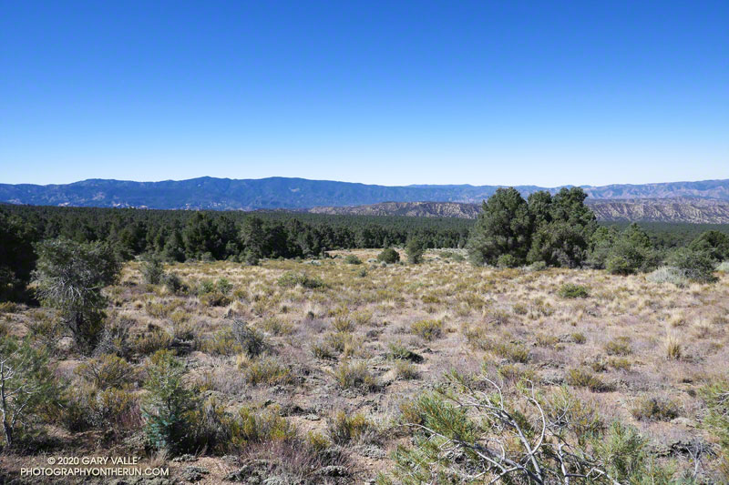 Open area of Pinyon–Juniper Woodland on San Emigdio Mesa, near Mesa Spring. August 29, 2020.
