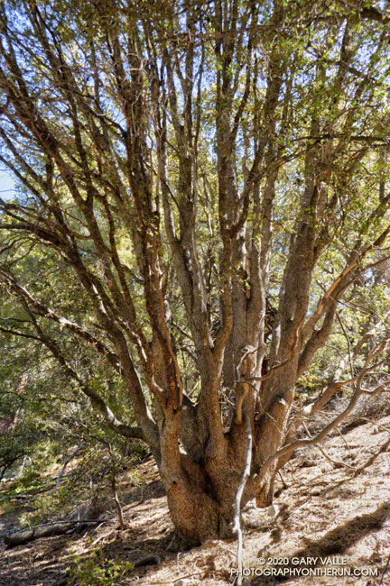 Tucker's oak (Quercus john-tuckeri) along the Mesa Spring Trail. Elevation is about 6730'.