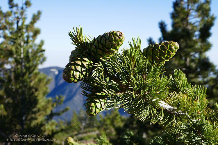 The wet 2018-2019 Winter has promoted a bumper crop of Limber pine cones in the Mt. Pinos area. This tree is near the Condor Summit Observation Site. July 20, 2019.