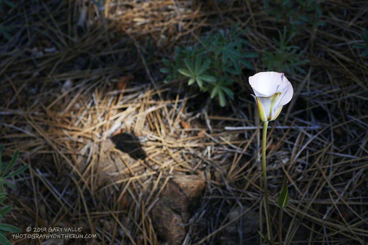 Mariposa lily and shadow.