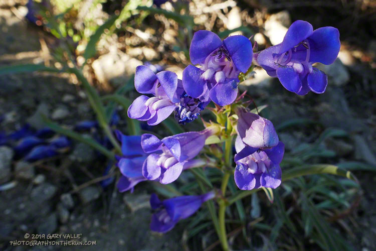 The unique blue of Royal Penstemon (Penstemon speciosus) was easy to spot along the trail. July 20, 2019.